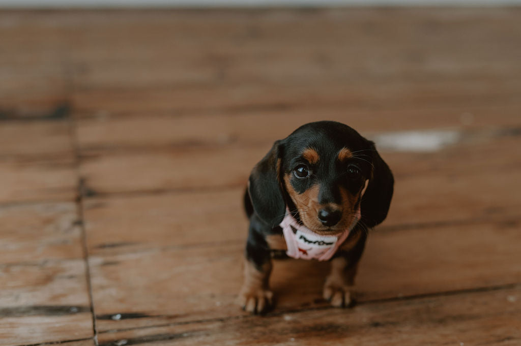 Dachshund step in