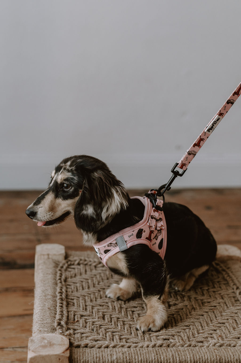 Dachshund step in
