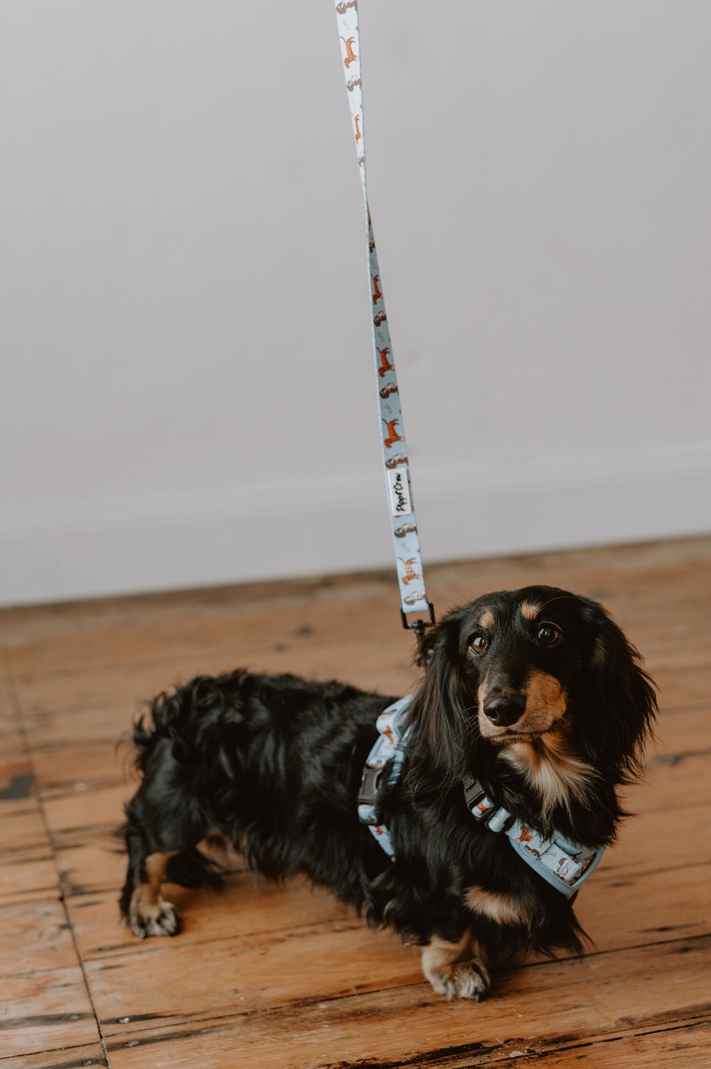 Dachshund Oxford harness