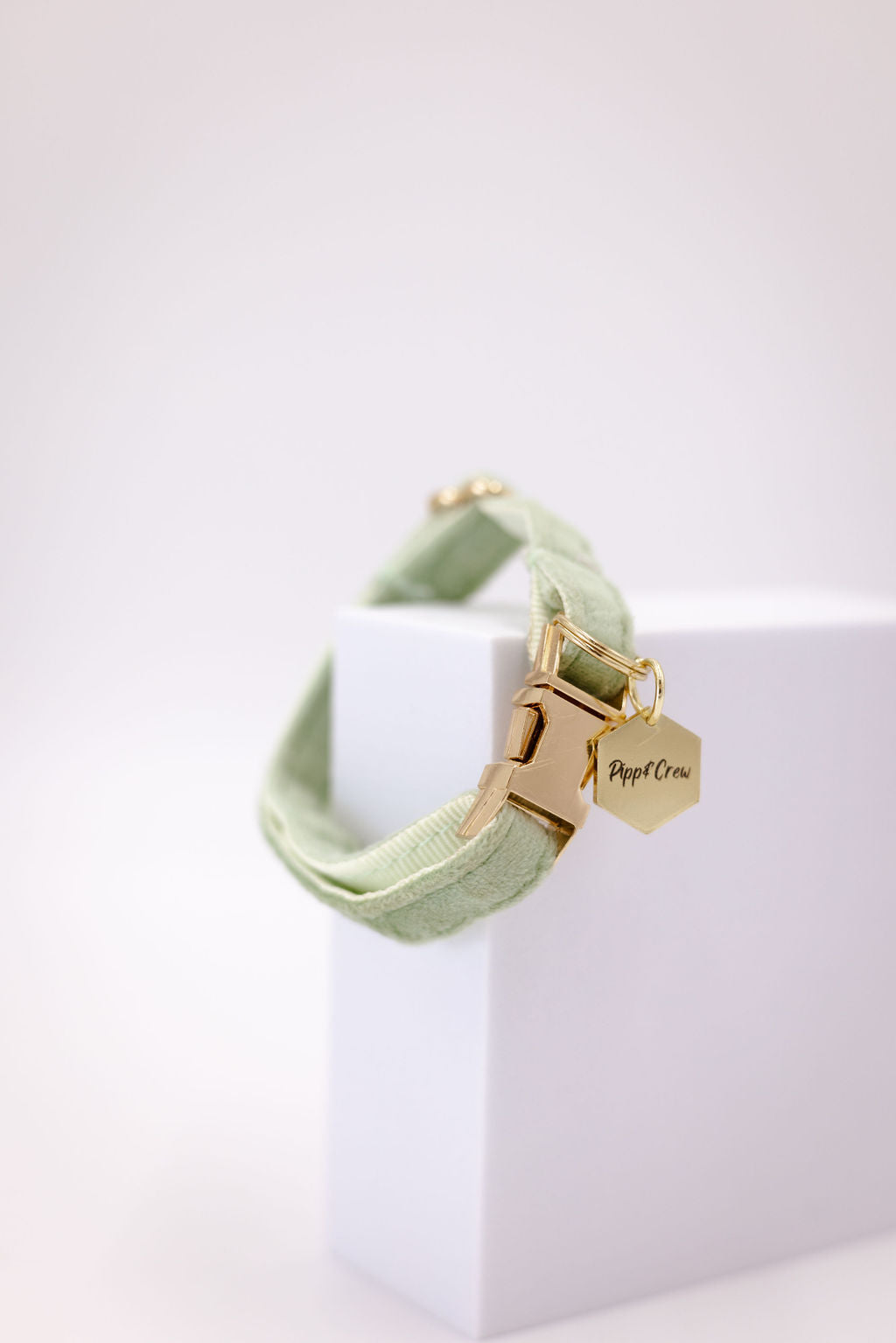 Puppy Velvet Collar