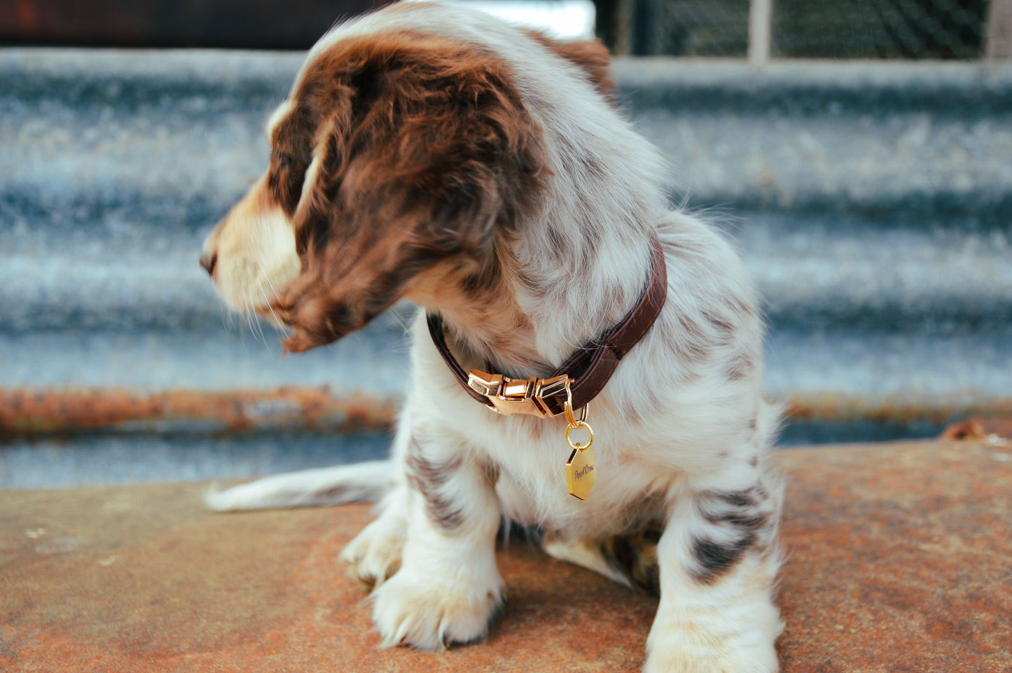 Leather puppy collar