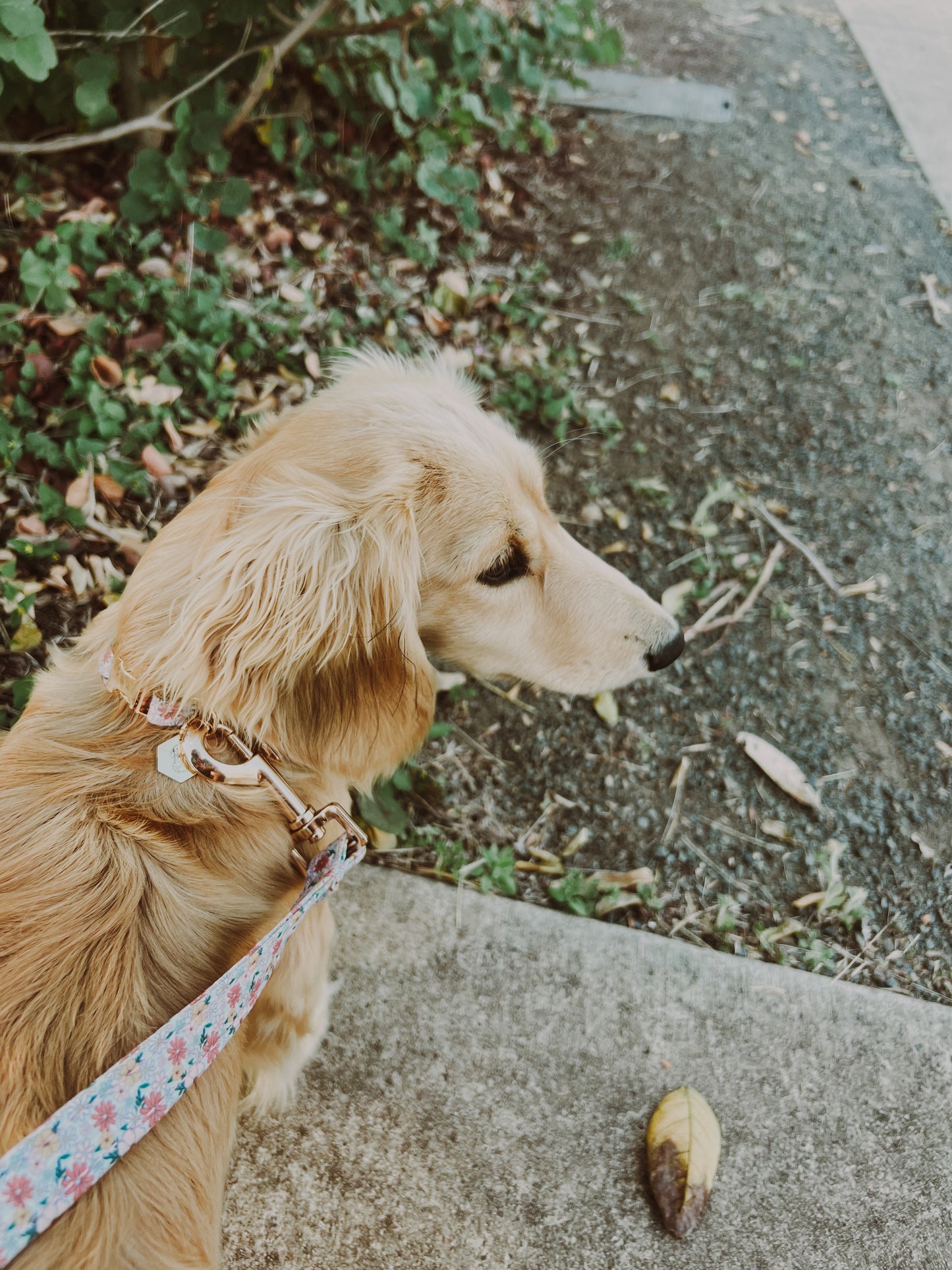Pipp floral