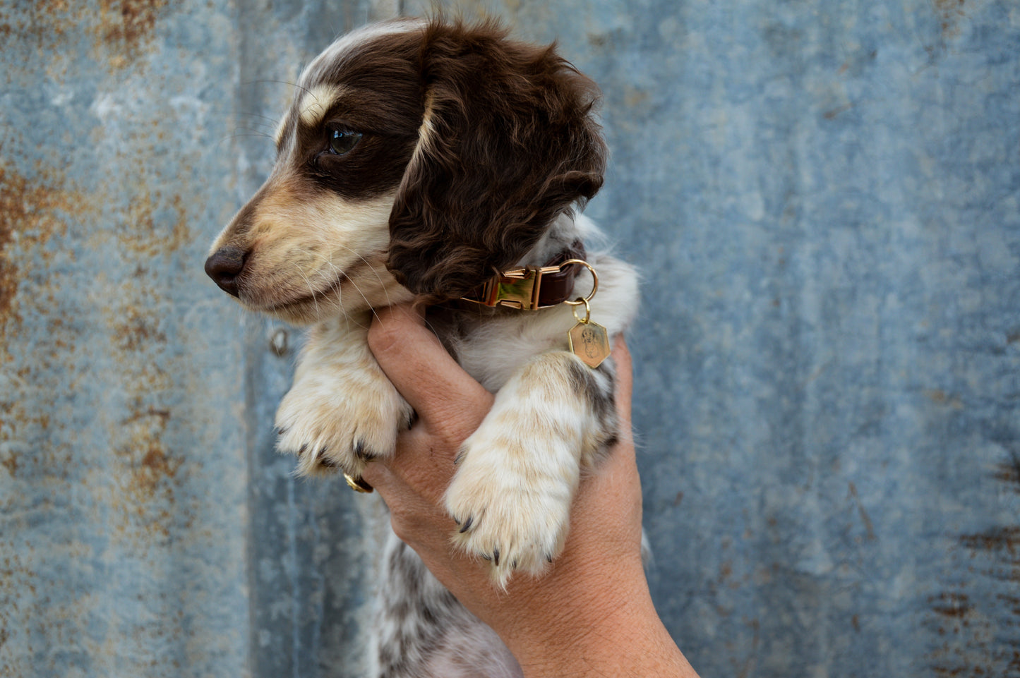 Leather puppy collar