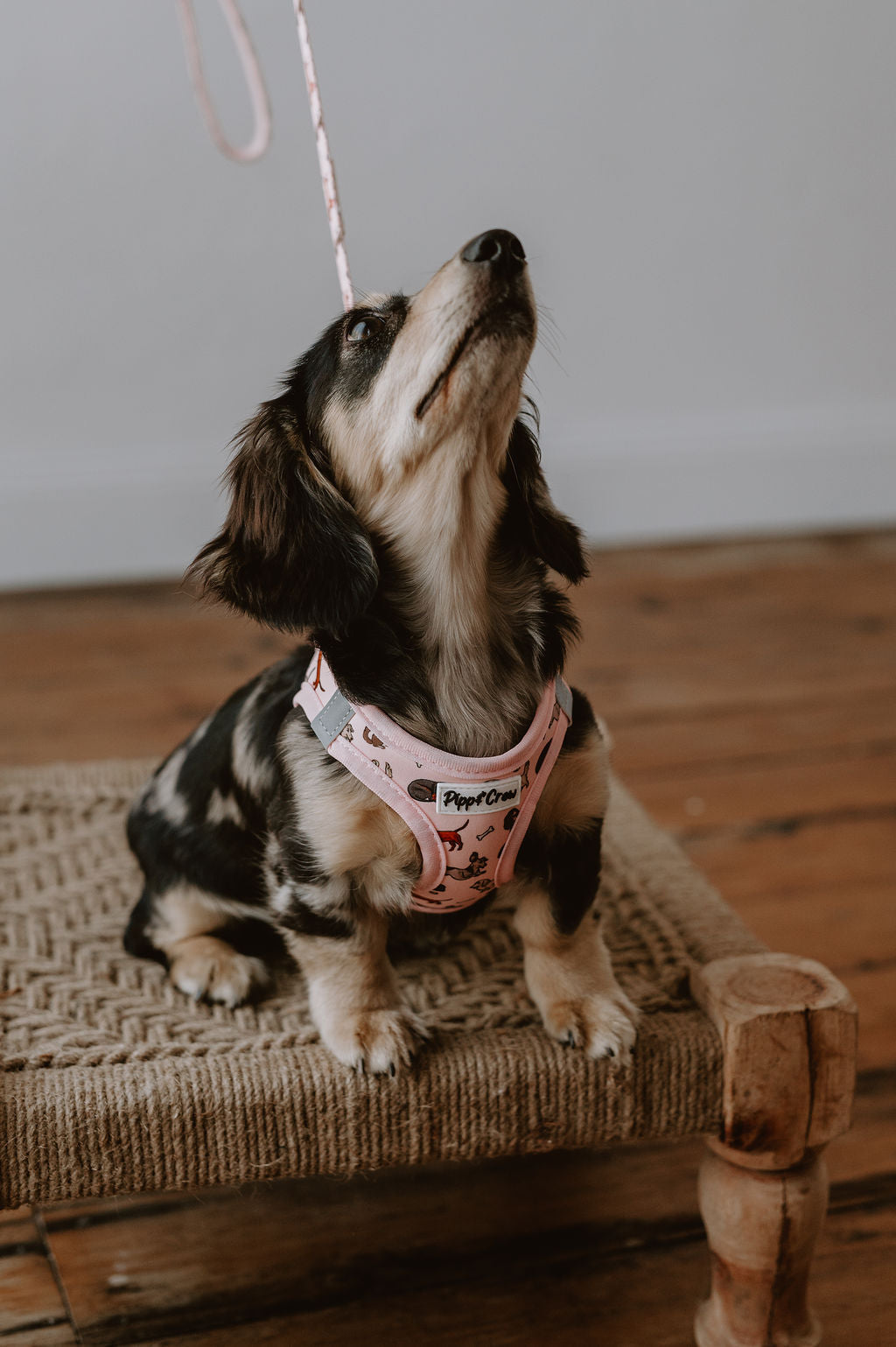 Dachshund step in