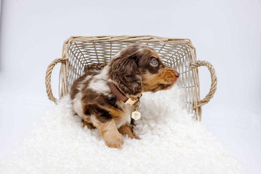 Leather puppy collar