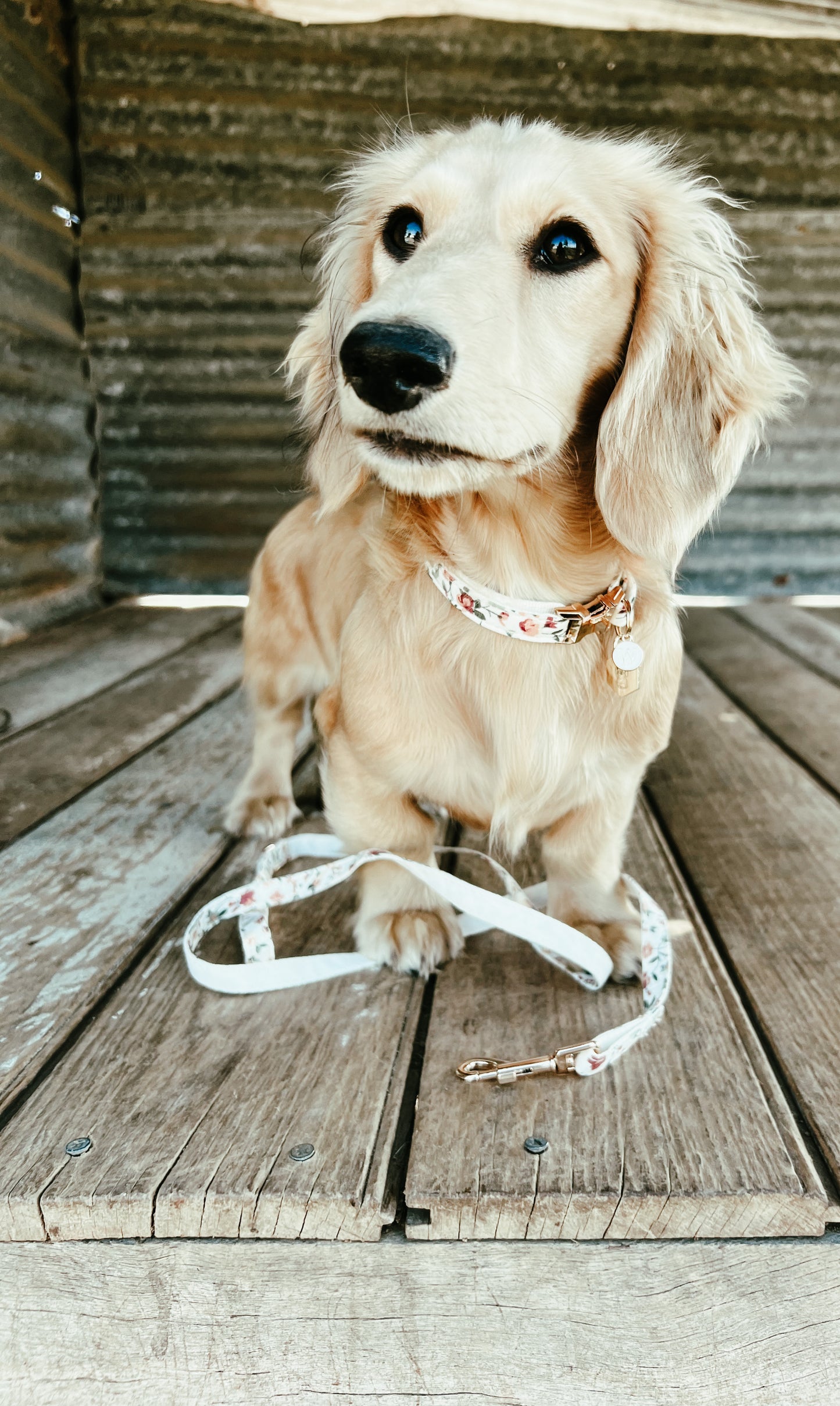 Puppy sets