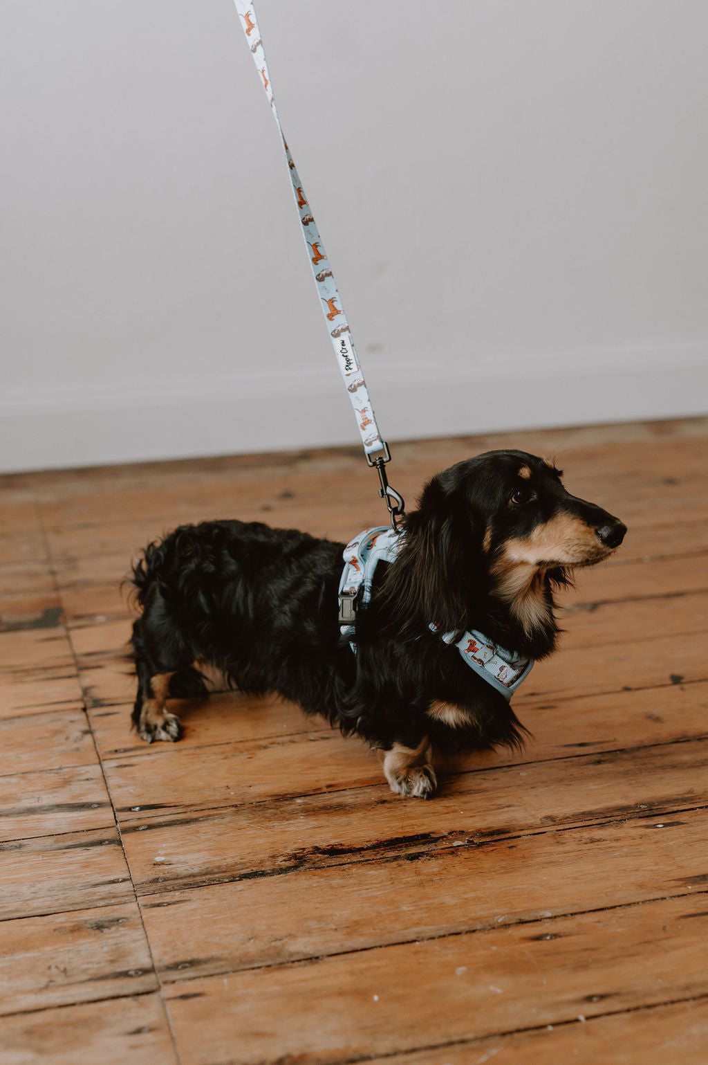 Dachshund Oxford harness