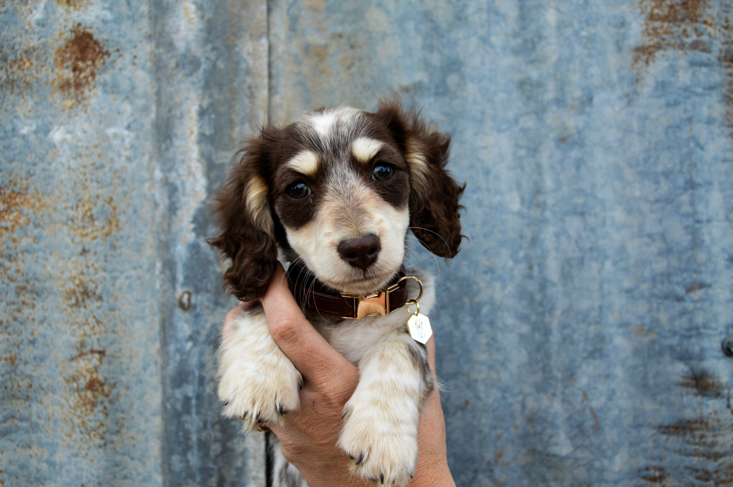 Leather puppy collar