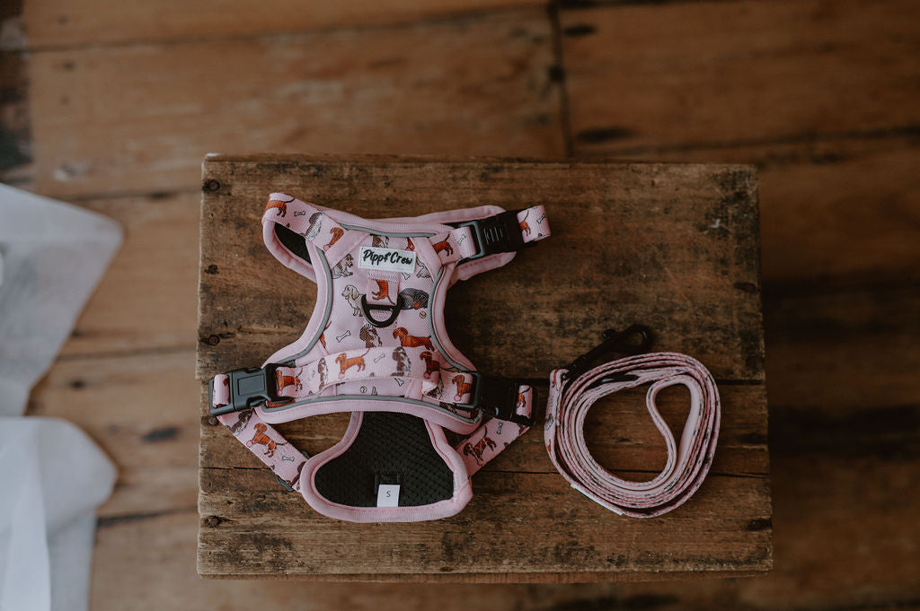 Dachshund Oxford harness