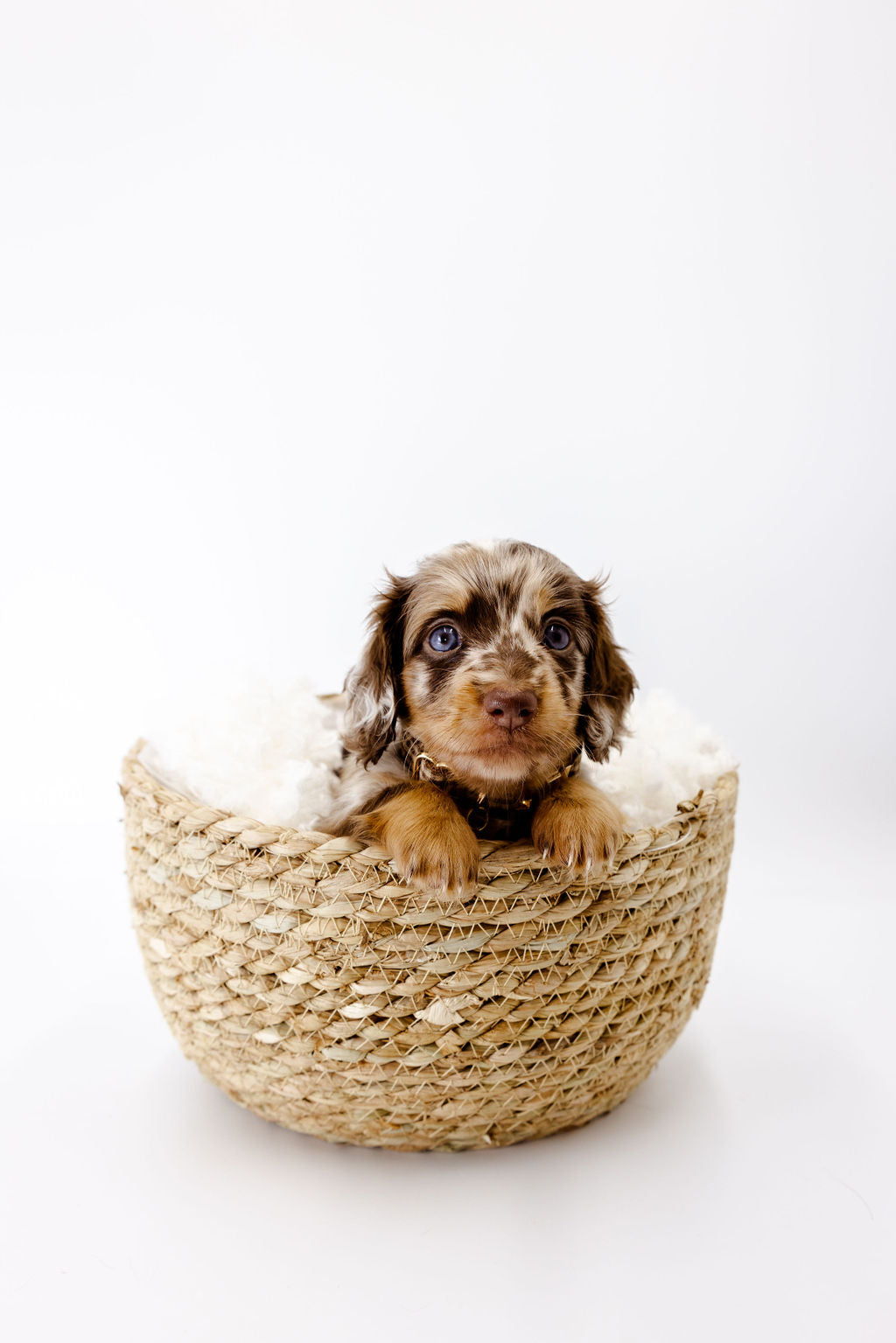 Harlow Gingham