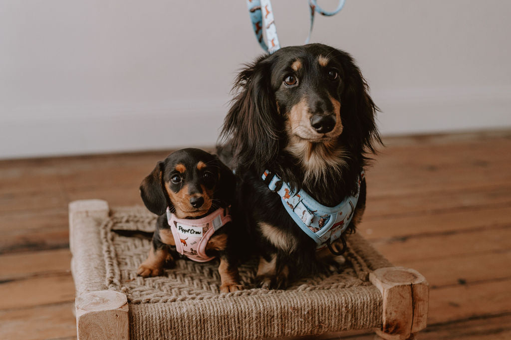 Dachshund Oxford harness
