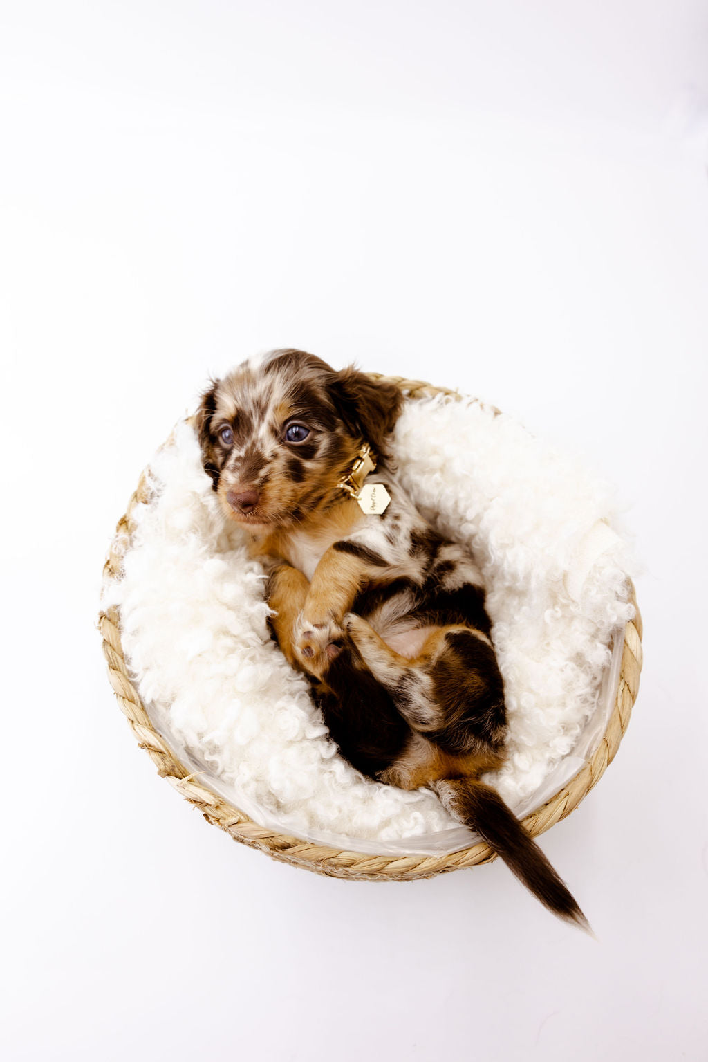 Harlow Gingham