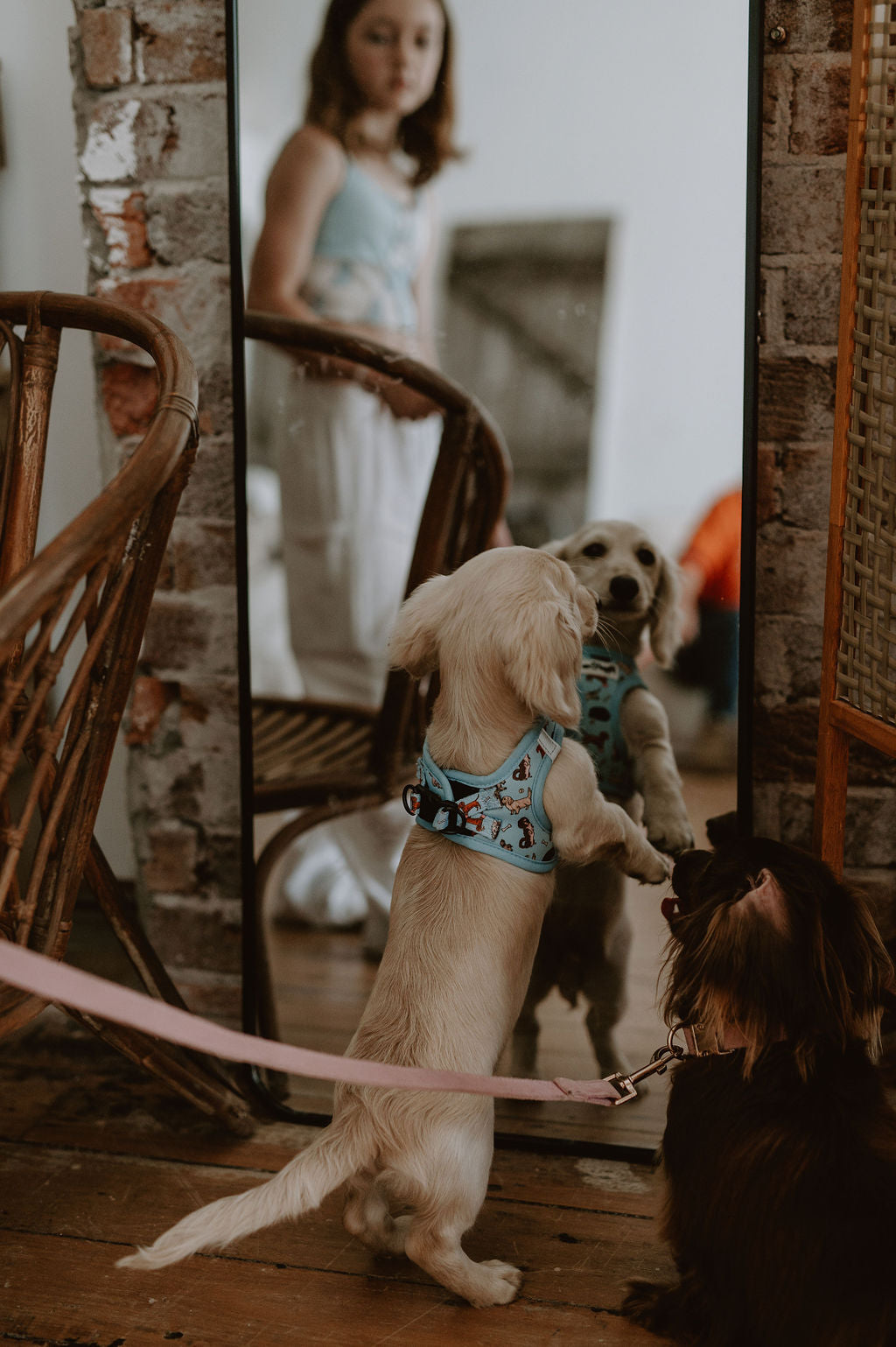 Dachshund step in