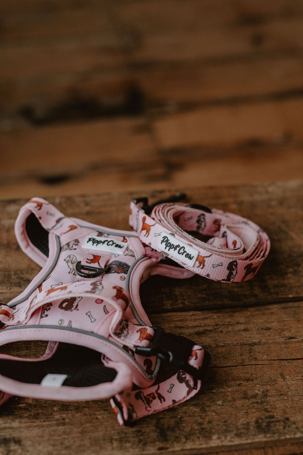 Dachshund Oxford harness