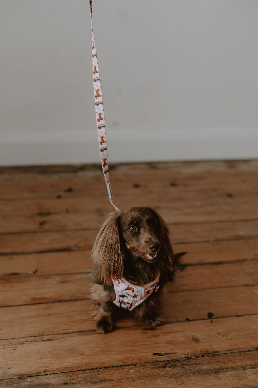 Dachshund Oxford harness