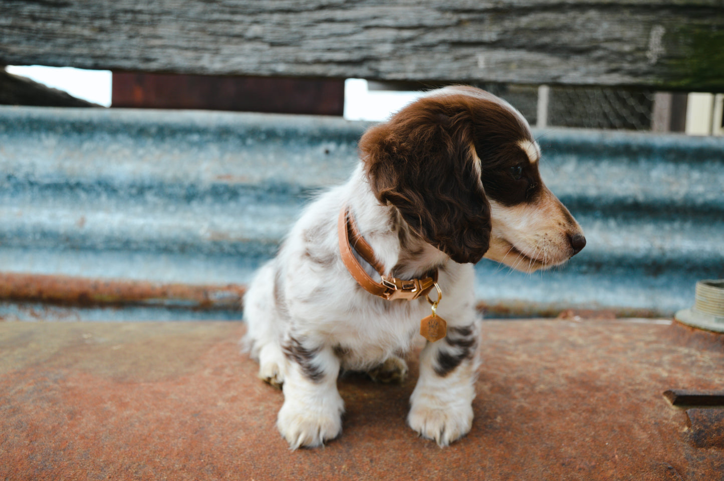 Leather puppy collar