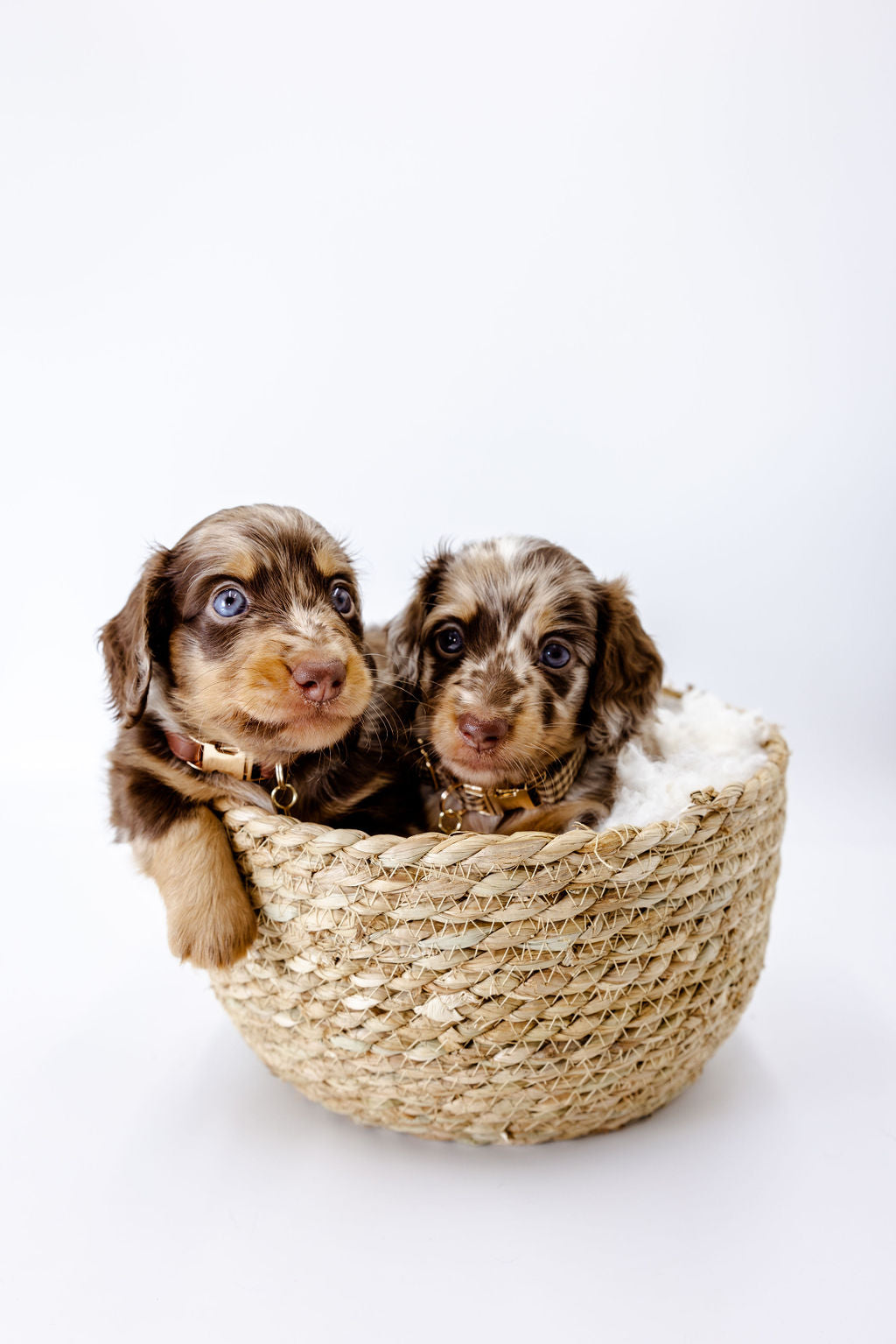 Harlow Gingham