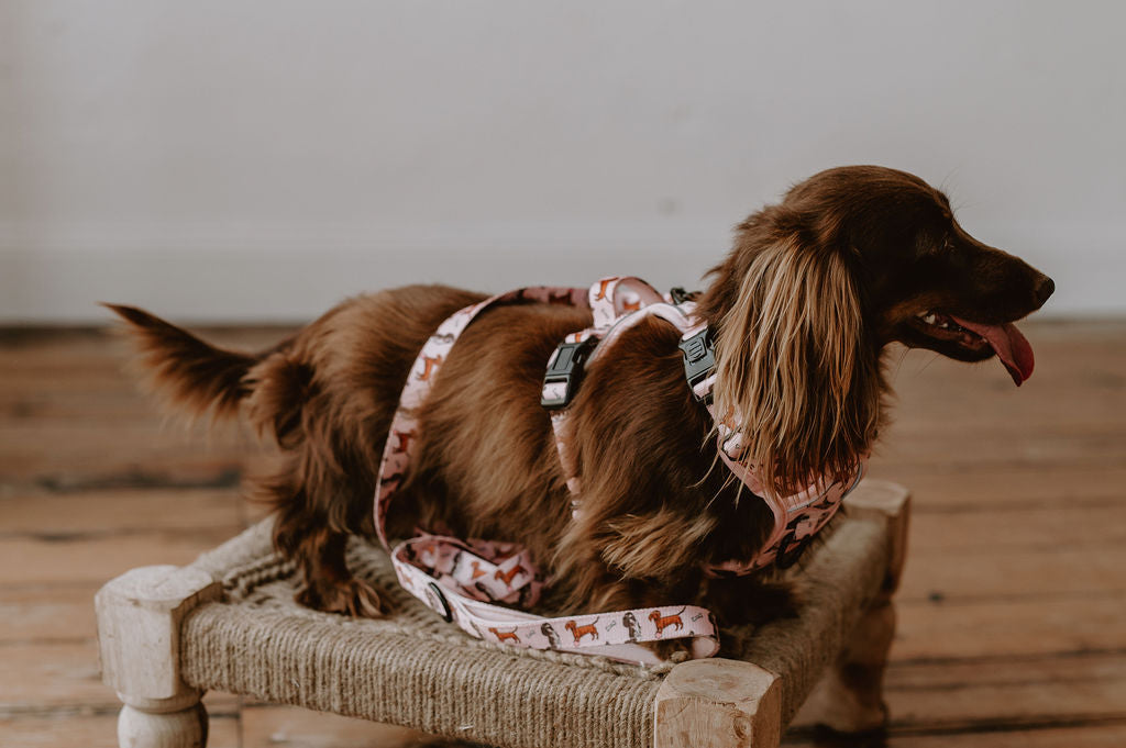 Dachshund Oxford harness