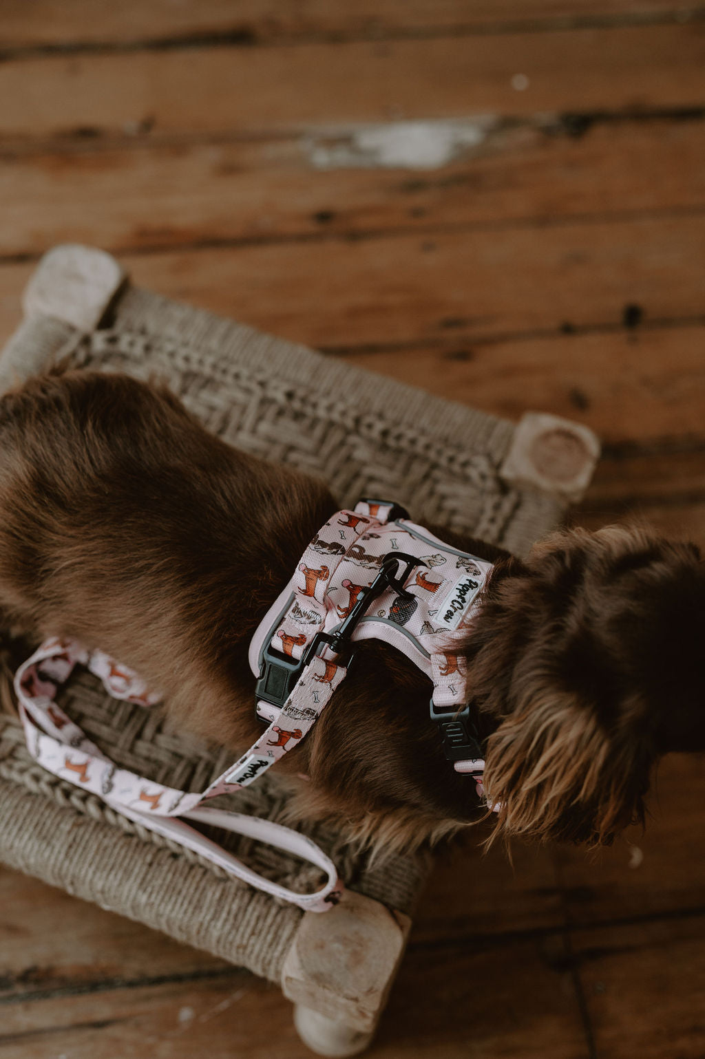 Dachshund Oxford harness
