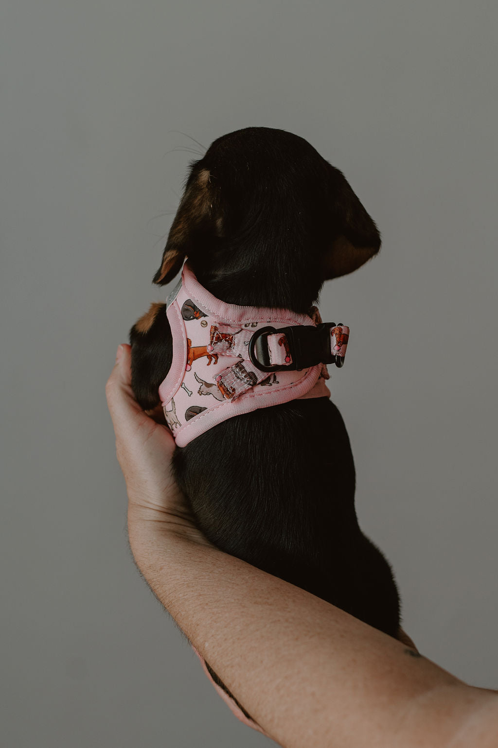 Dachshund step in