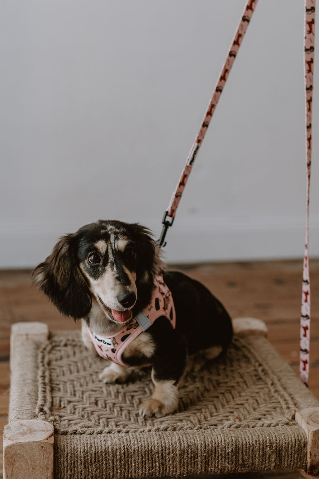 Dachshund step in