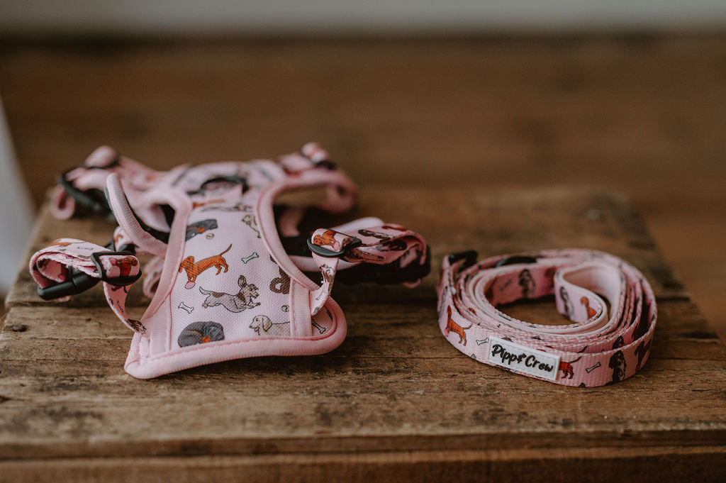 Dachshund Oxford harness