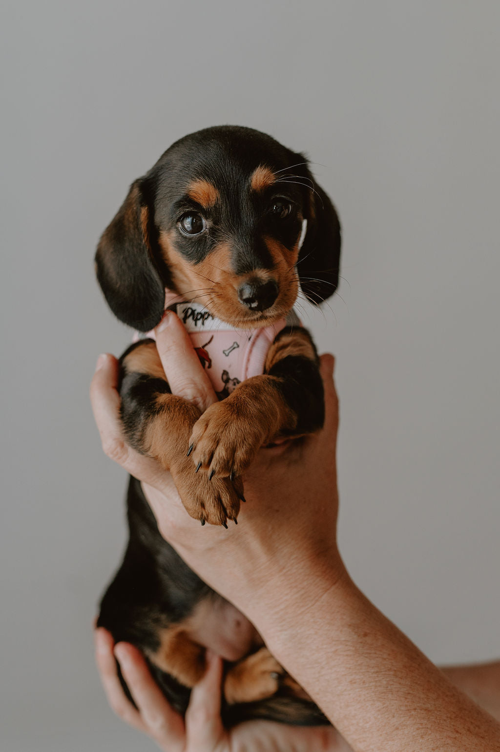 Dachshund step in