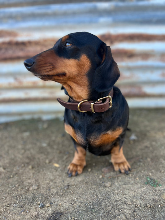 Stock leather collar