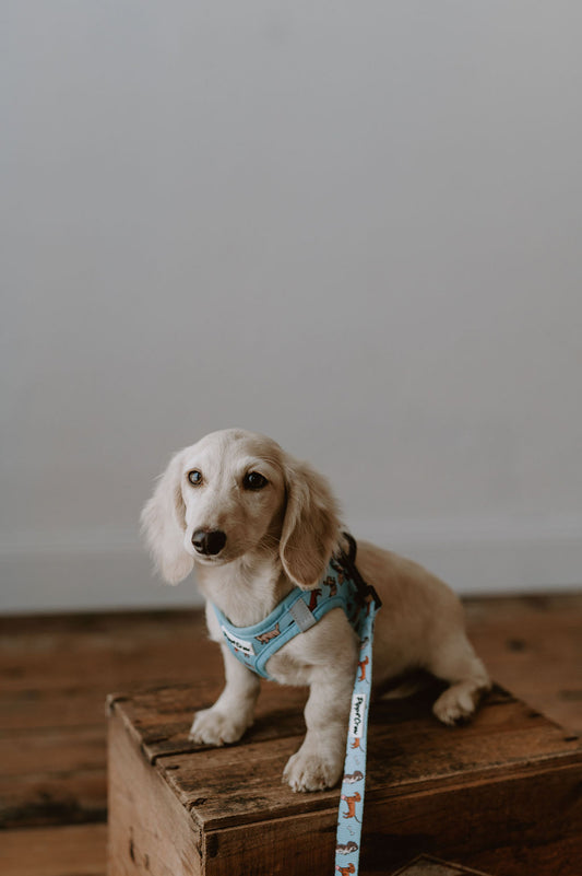 Dachshund step in