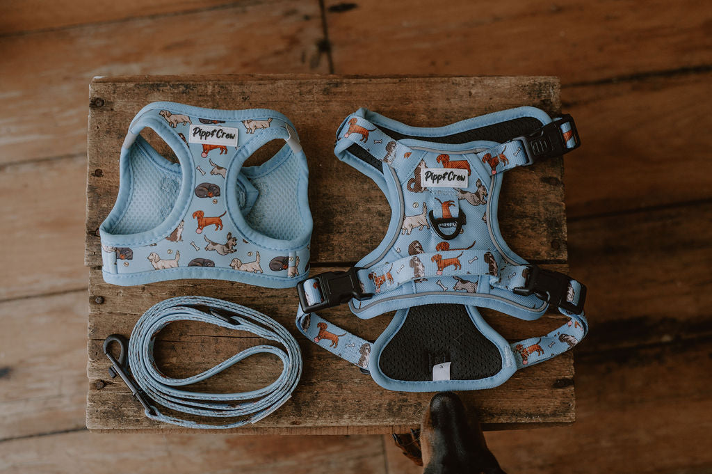 Dachshund Oxford harness