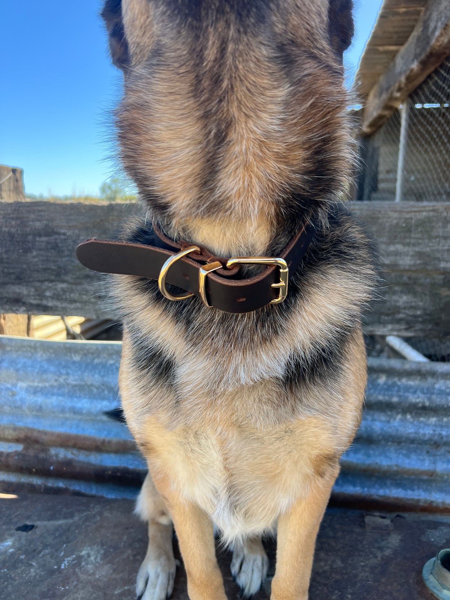 Stock leather collar
